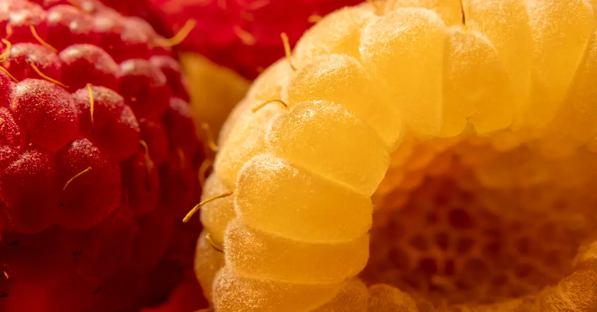 Les meilleures variétés de fraises pour culture en balcon