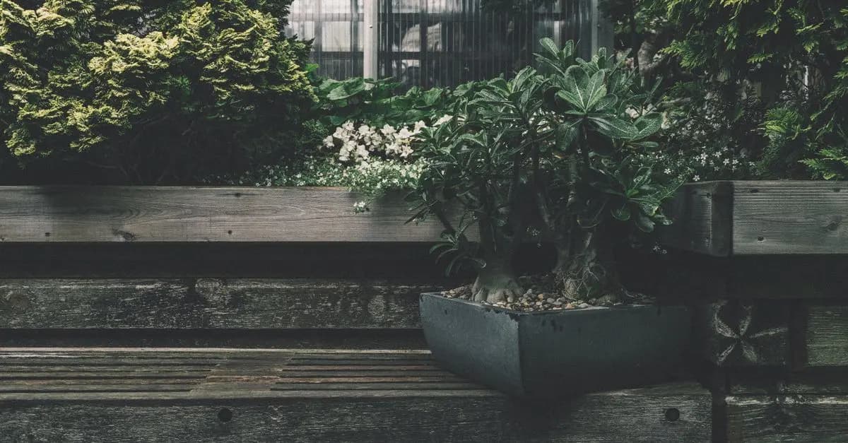 Mettez en valeur votre intérieur avec des plantes rampantes