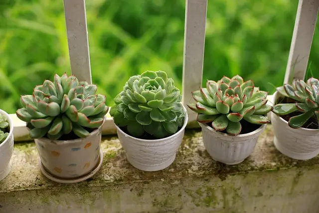 10 astuces pour réussir un jardin vertical dans un petit espace