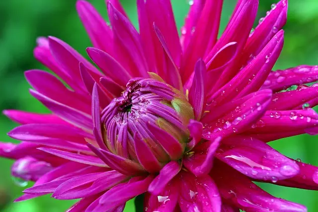 Jardinage vertical : 7 astuces pour optimiser vos petits espaces