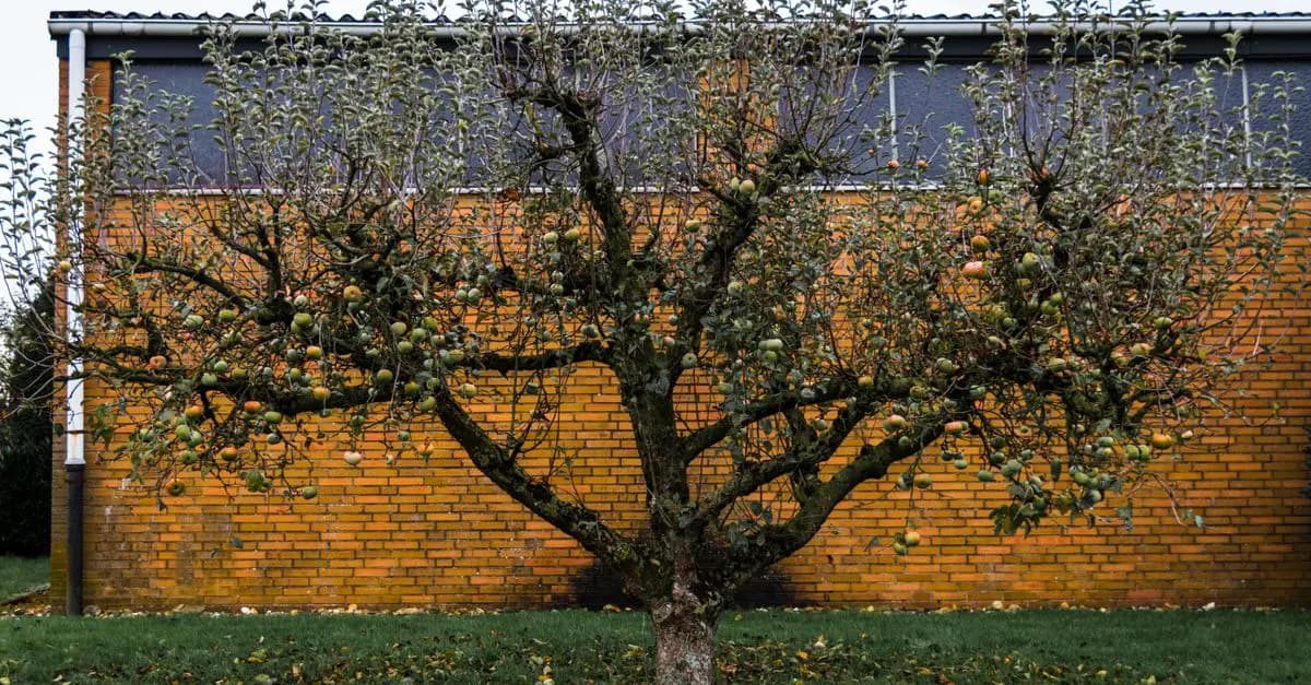 Choisir les meilleurs fruits pour un potager vertical