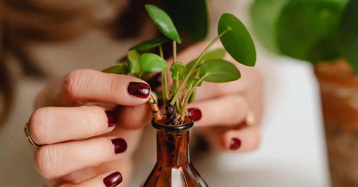 Les meilleures pratiques pour réussir vos bouturages