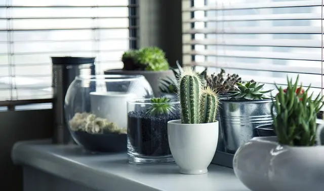 Créer un jardin d'intérieur : guide étape par étape