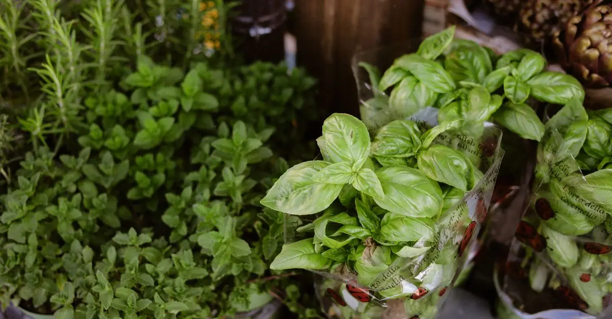 Potager de cuisine : herbes aromatiques à cultiver