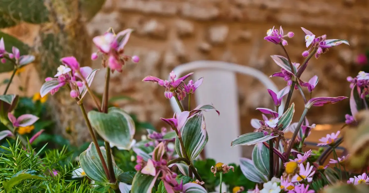 Les plantes succulentes suspendues pour un espace créatif
