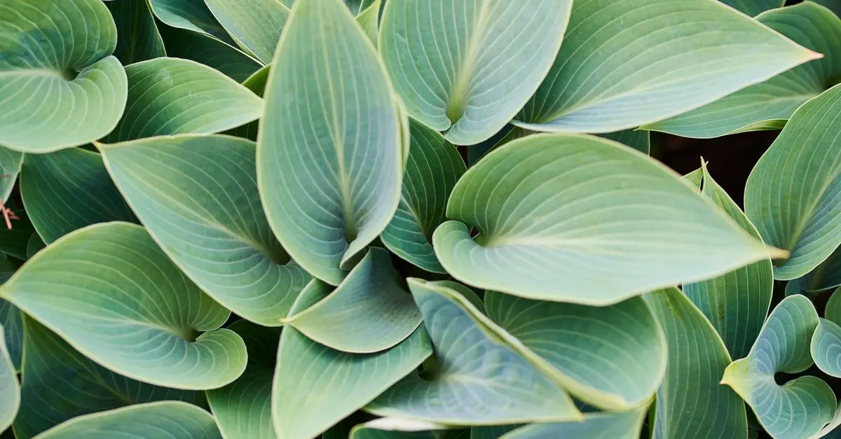 Quelles plantes choisir pour un jardin d'ombre