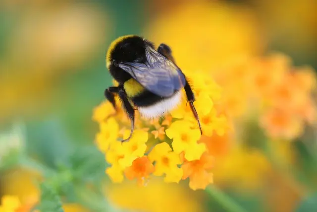 10 astuces pour entretenir un petit jardin en pot