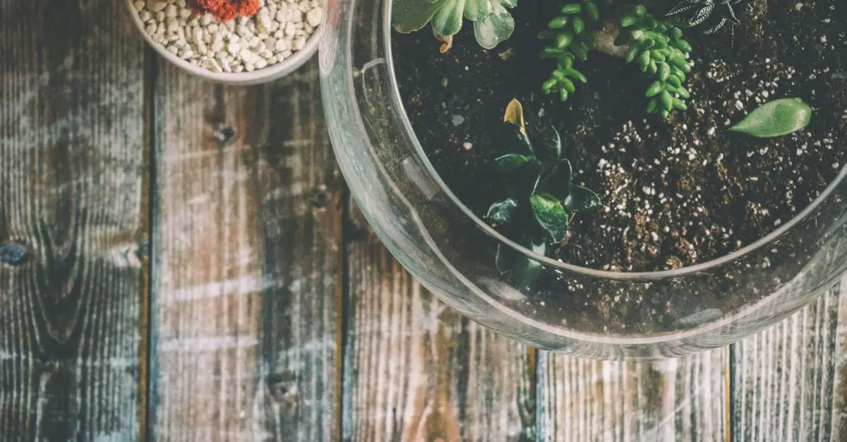 Les avantages des terrariums pour les petits espaces