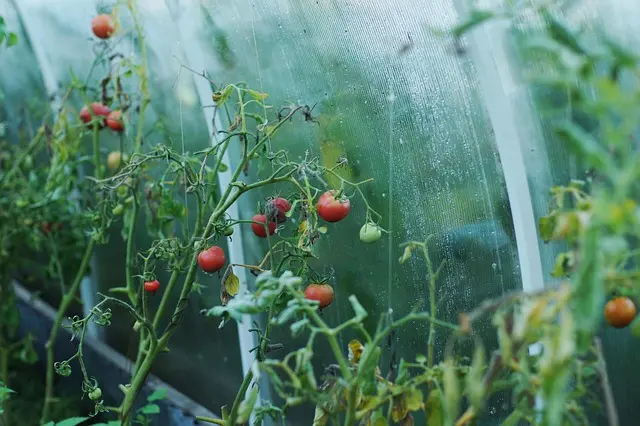Comment réussir un jardin potager sur un balcon