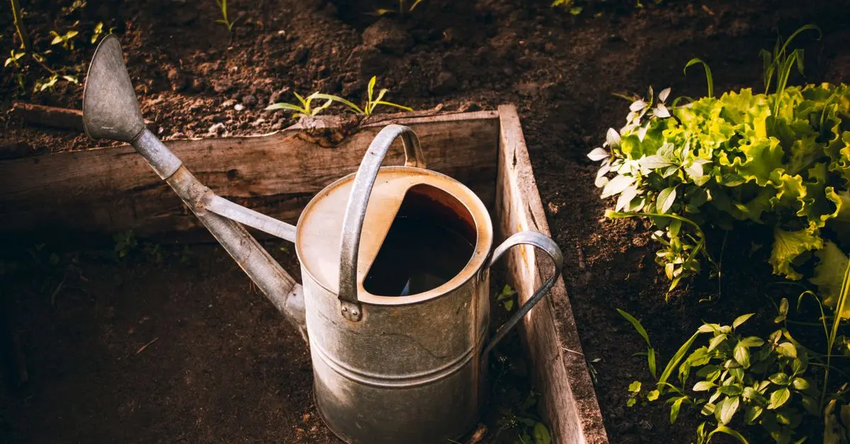 Les bacs de jardinage surélevés : avantages et inconvénients