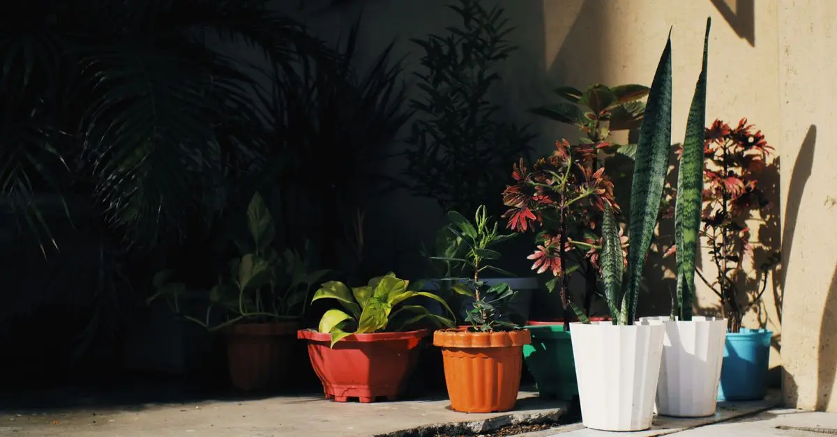 5 erreurs à éviter en jardinant dans des espaces restreints