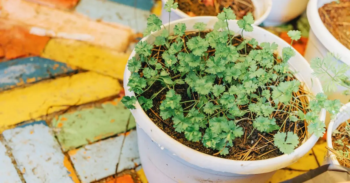 Quelle terre choisir pour un jardin en pot réussi ?