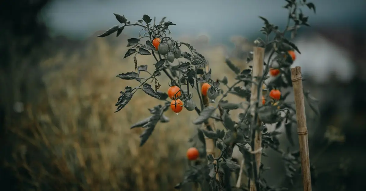 10 fruits faciles à cultiver dans un petit jardin