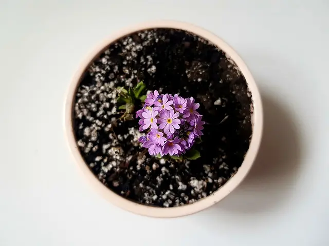 Choisir les meilleures plantes pour balcon : conseils et idées