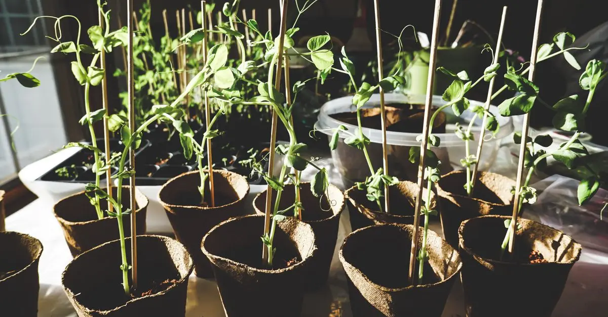 Comment créer un mini-potager dans votre appartement