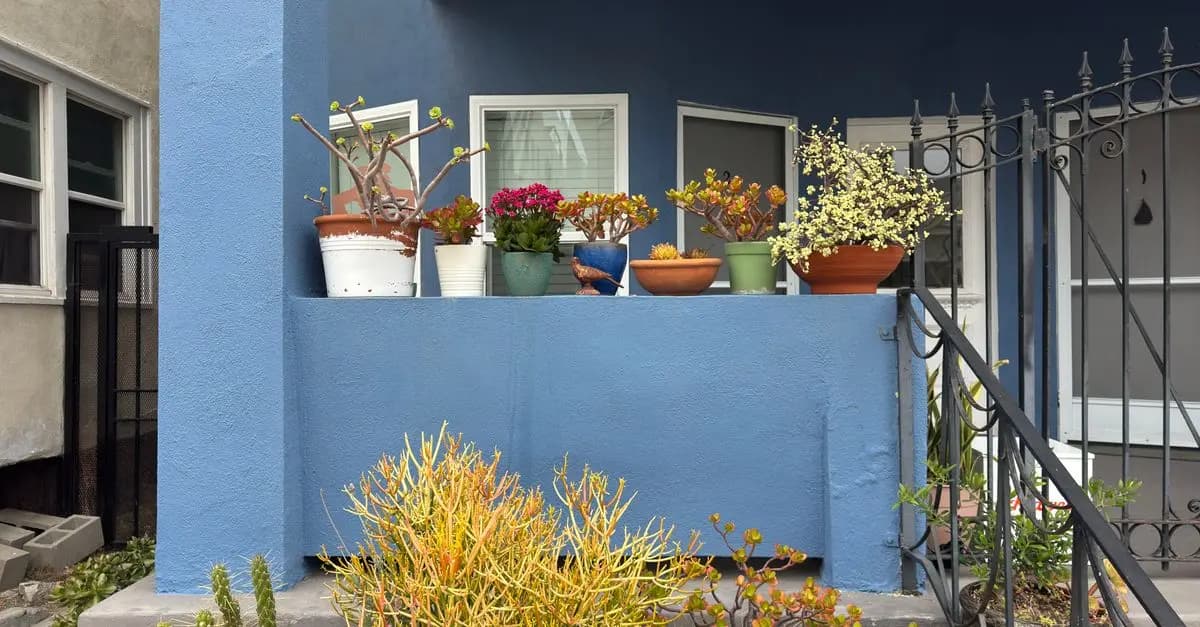 10 plantes idéales pour les petits espaces urbains