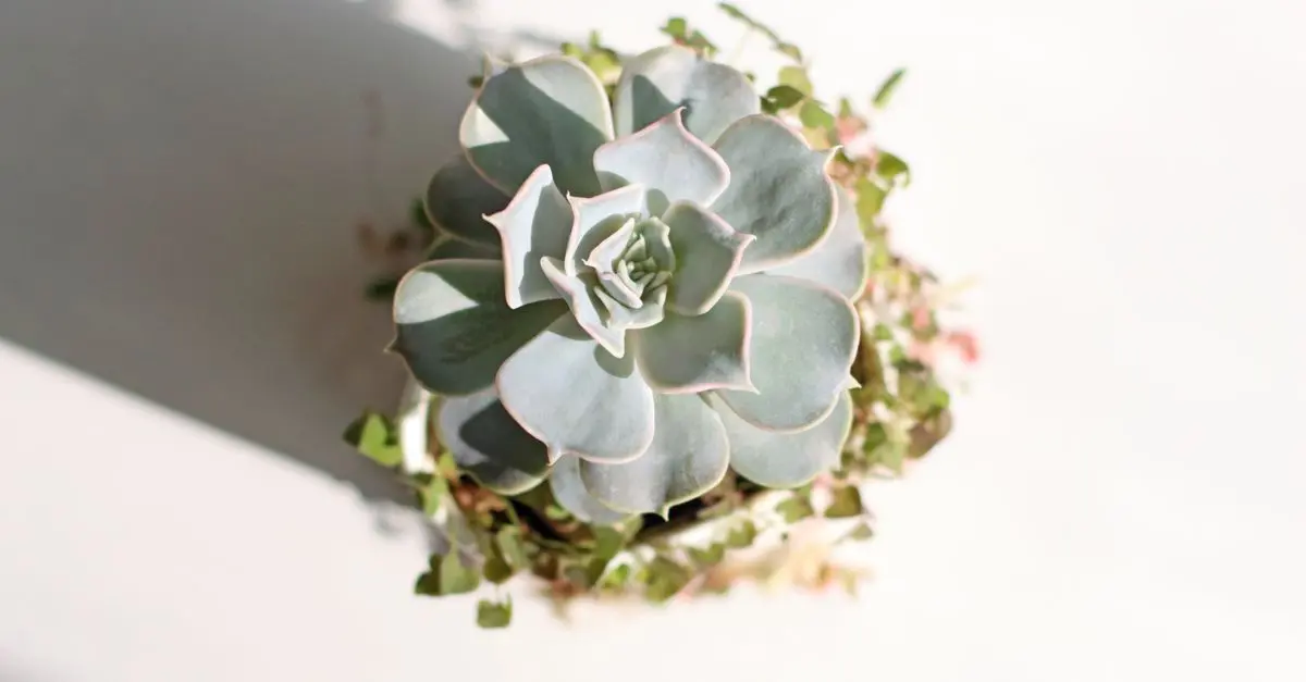 Créer un jardin d'intérieur : idées et inspirations
