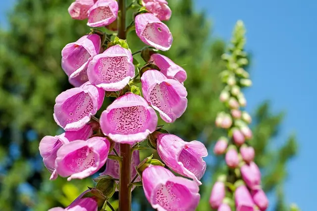 Comment choisir les meilleures plantes pour petits espaces