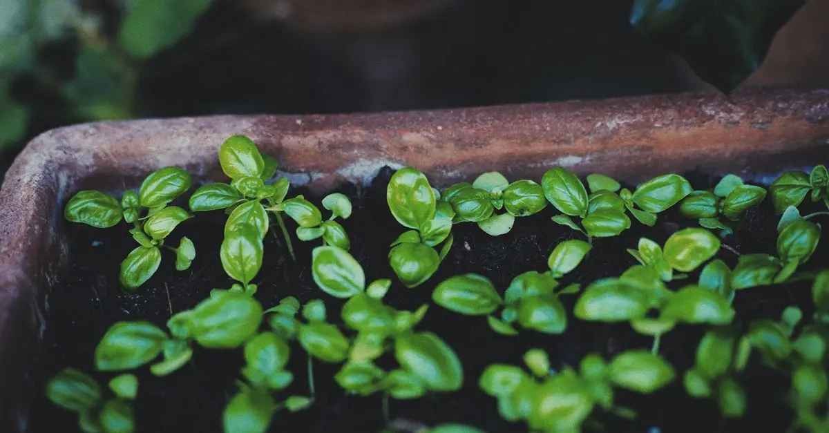 Comment créer un jardin d'herbes aromatiques en petit espace