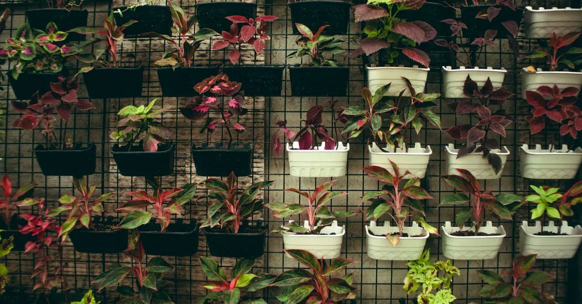 Les erreurs courantes en jardinage pour petits espaces