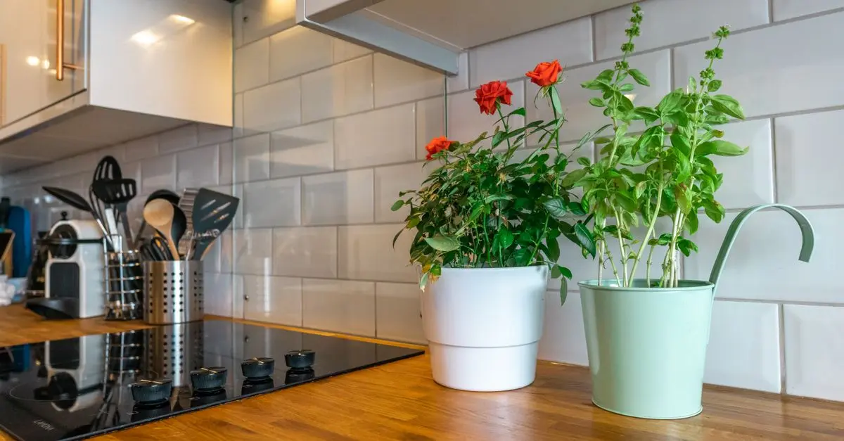 Créer un jardin aromatique suspendu : technique et conseils