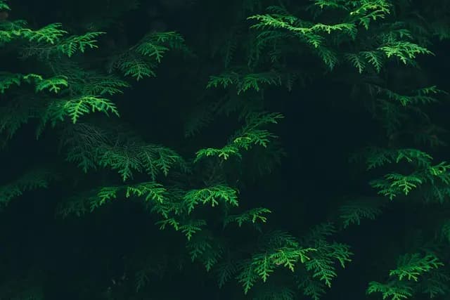 Les Green walls : tendances et avantages pour petits espaces