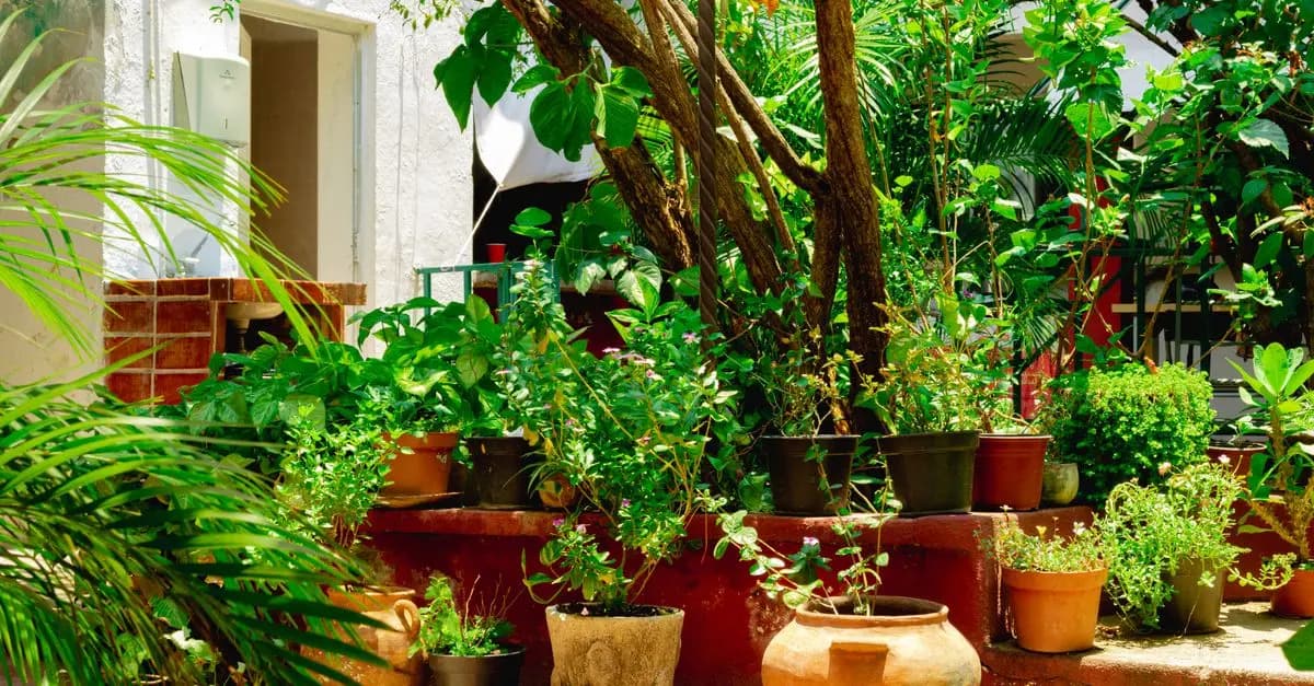 Les plantes graminées parfaites pour des espaces restreints