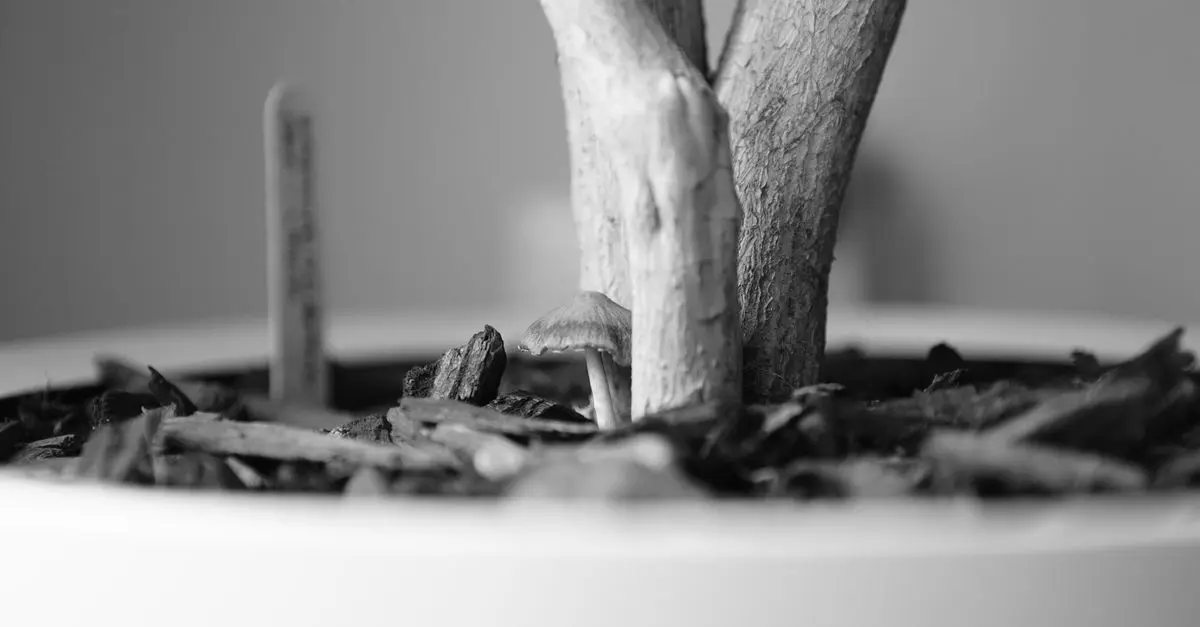 Guide pratique pour la culture de champignons en appartement