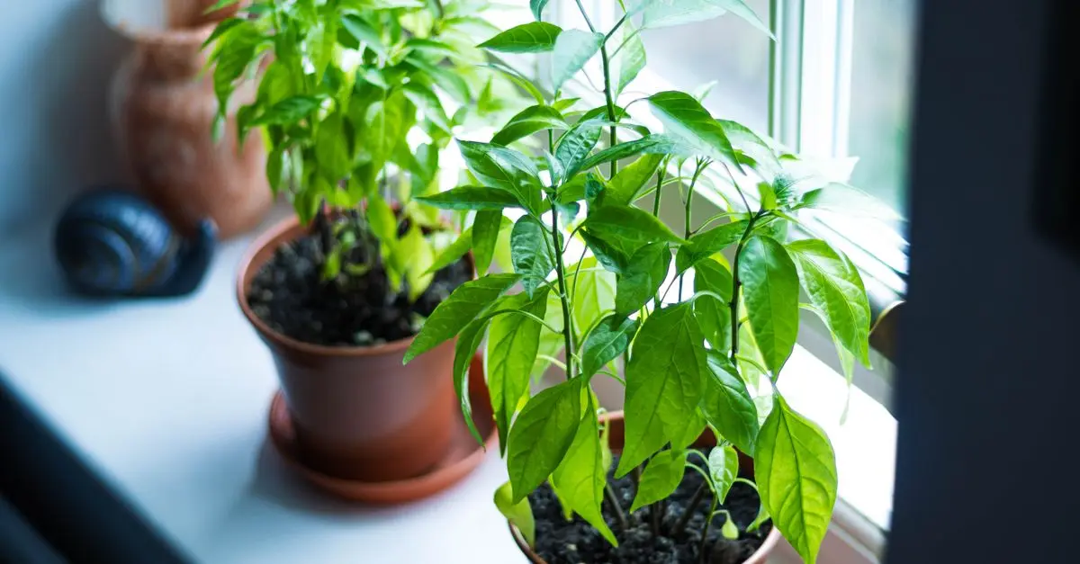 Techniques pour rajeunir et sauver vos plantes en pot