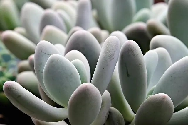 Maximiser l'espace : 5 techniques de jardinage vertical