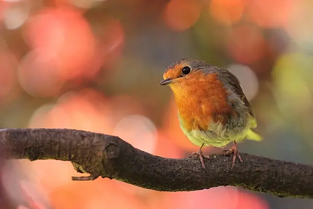 Comment créer un jardin aromatique dans un petit espace
