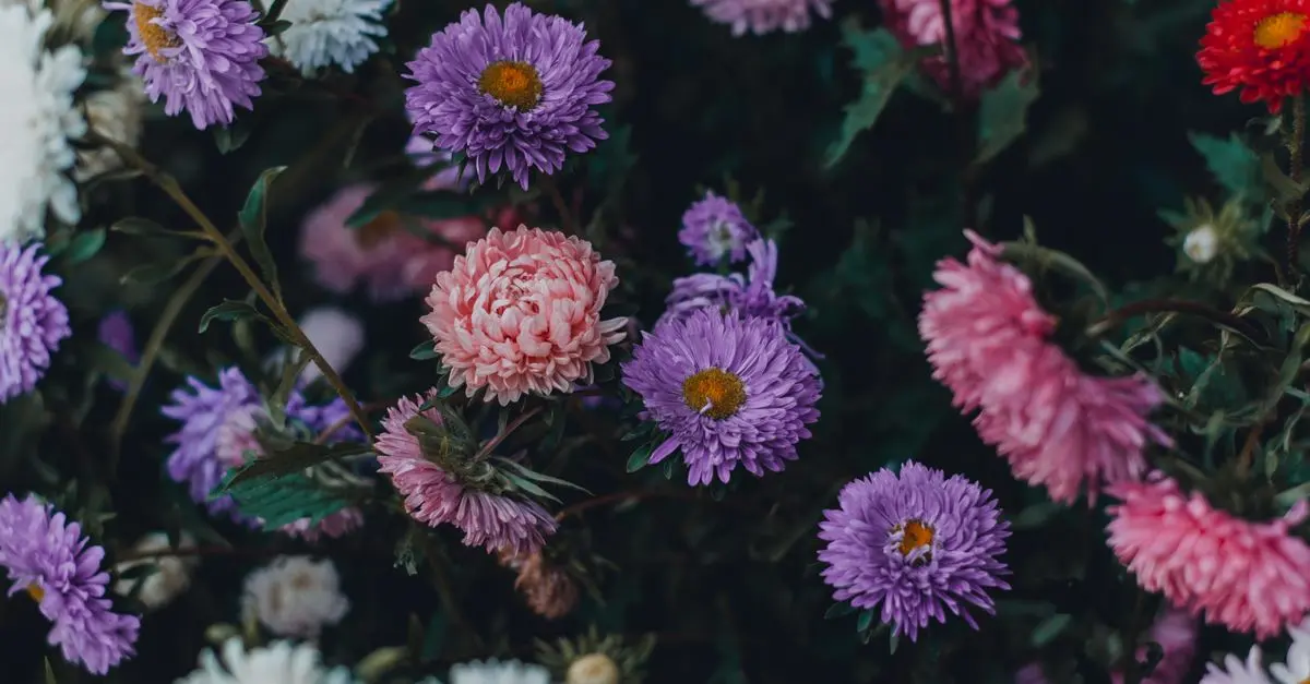 Les meilleures vivaces pour jardinières en terrasse