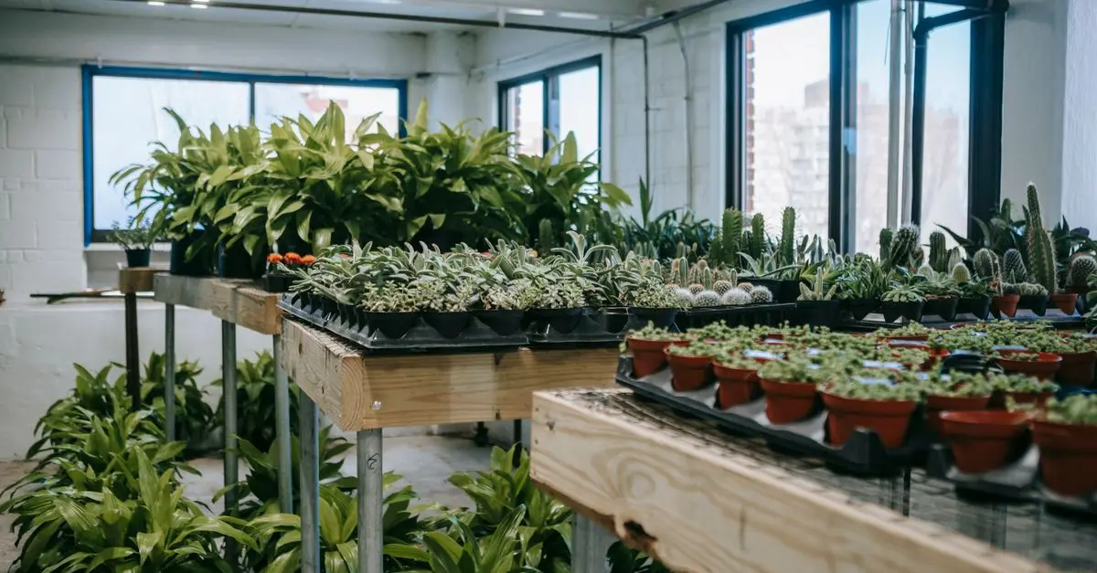5 astuces pour maximiser la lumière naturelle dans votre jardin d'intérieur