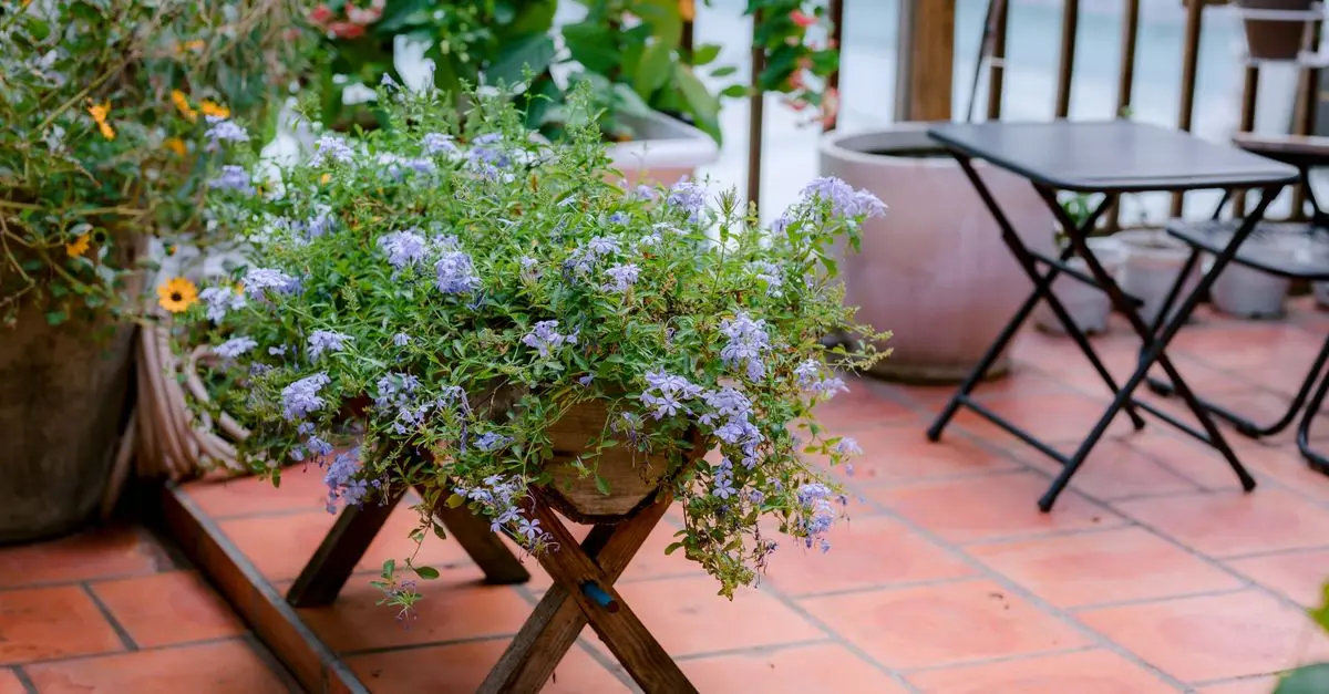 Jardinage pour petits espaces : 10 conseils pour réussir
