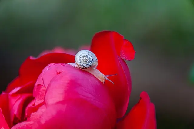 Comment adapter votre jardin à un petit espace