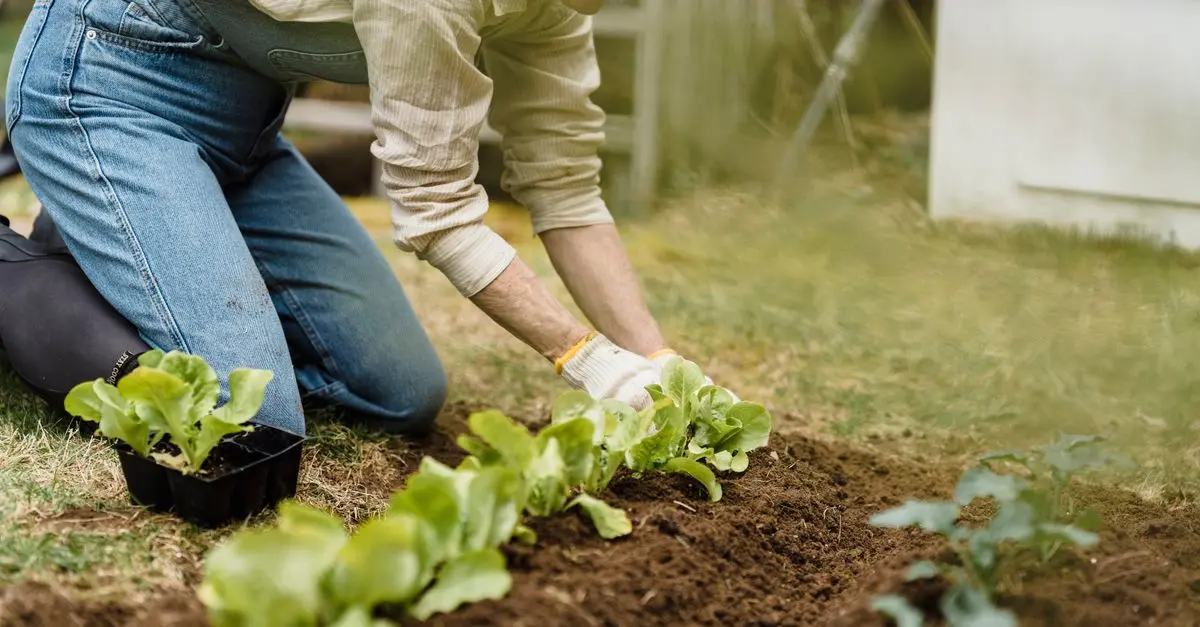 Comment Cultiver des Herbes Aromatiques à l'Intérieur