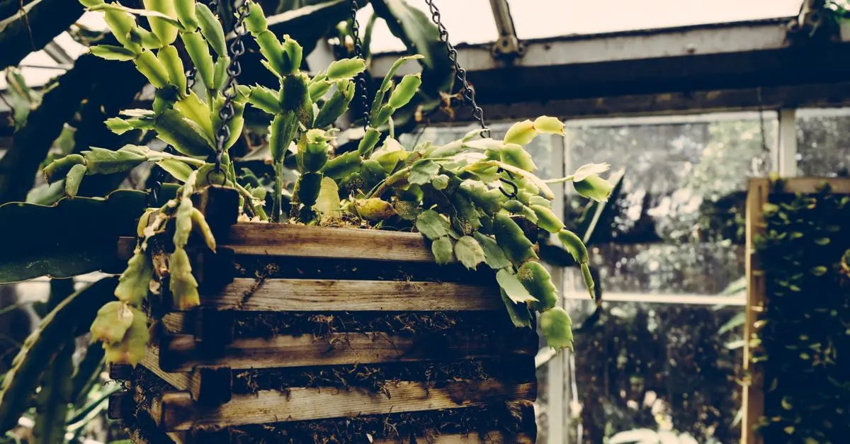 10 astuces pour un jardinage urbain créatif