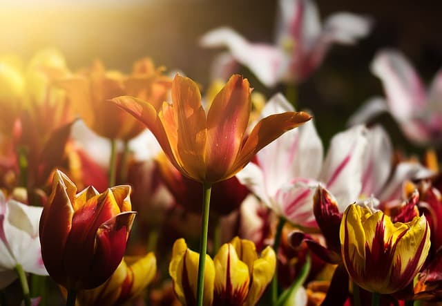 10 Astuces Pour Aménager un Petit Jardin Urbain