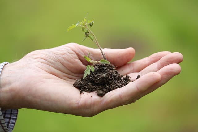 Tendances jardinage urbain : innovations pour petits espaces