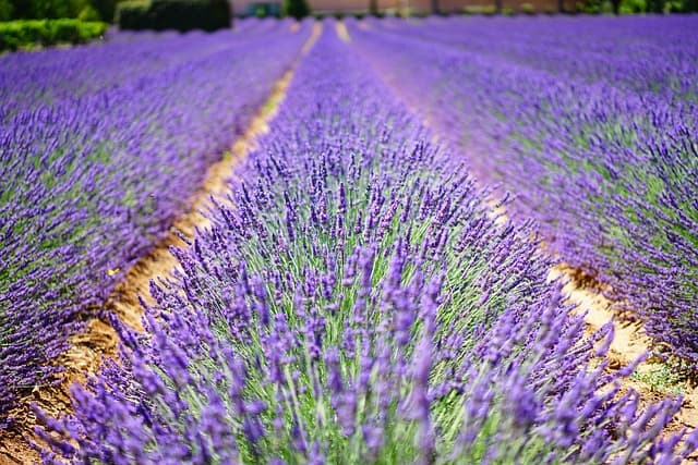 Comment créer un jardin aromatique sur un petit balcon