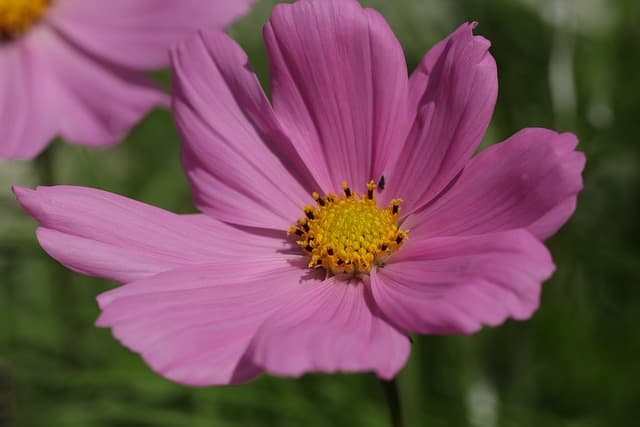 Jardinage pour petits espaces : 10 conseils incontournables