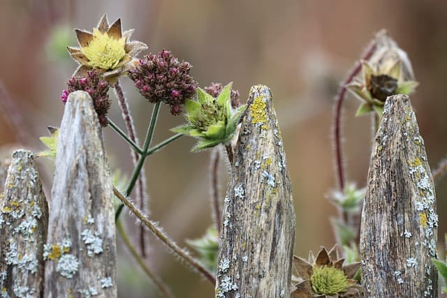Les meilleures plantes pour un jardin de balcon en 2026