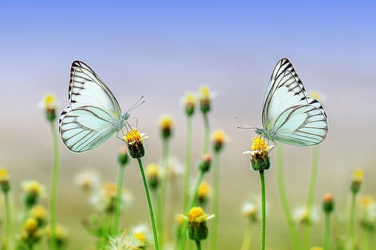 Les tendances du jardinage urbain en 2026 : focus sur les petits espaces