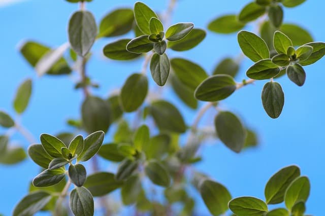Comment créer un jardin d'herbes aromatiques en petit espace
